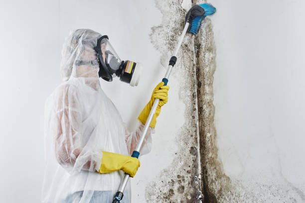 Best White Mold Remediation in Fairfield Bay, AR