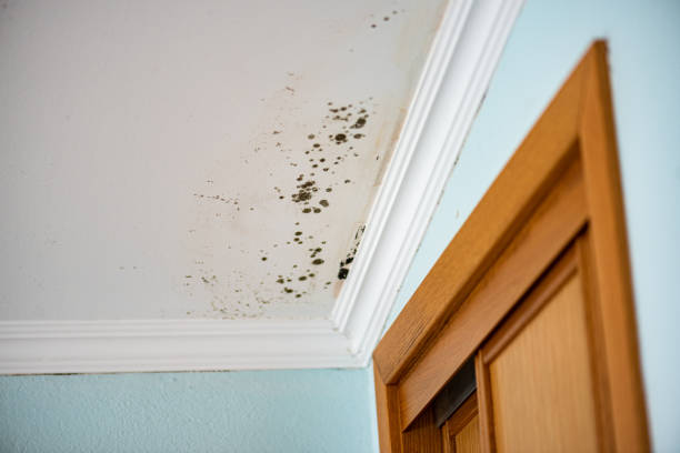 Best Kitchen Mold Remediation in Fairfield Bay, AR