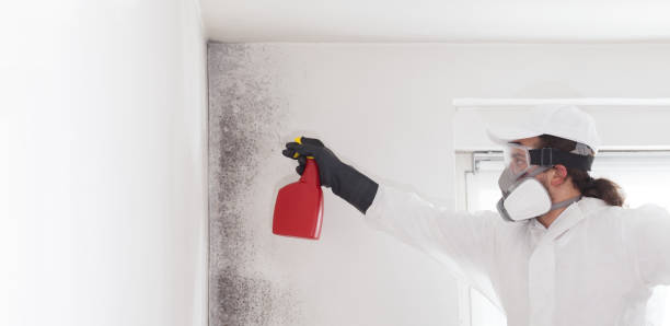 Best DIY Mold Remediation Support Services in Fairfield Bay, AR