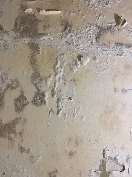 Best Black Mold Remediation in Fairfield Bay, AR