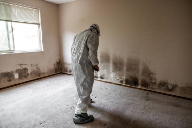 Best Attic Mold Remediation in Fairfield Bay, AR